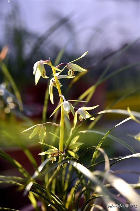 種植蘭花材料|養蘭花新手入門，手把手教你如何配製植料